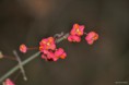 /album/macro/dsc-0061-jpg1/